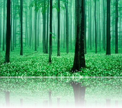 Gmerek Tomasz - Czosnek 1