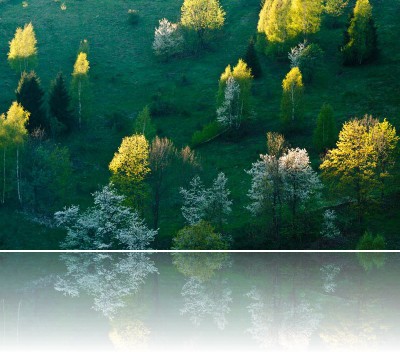 Gmerek Tomasz - Drzewa 1