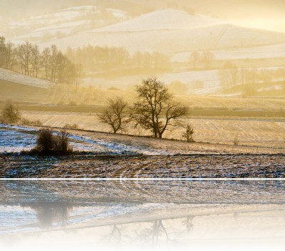 Gmerek Tomasz - Drzewo 1