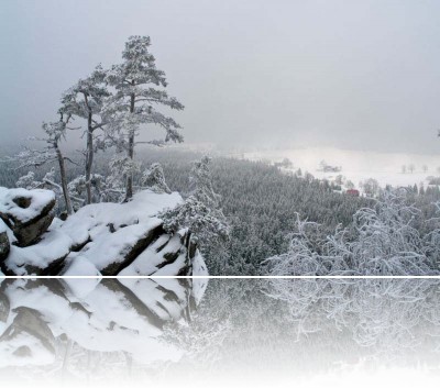 Gmerek Tomasz - Drzewo 5