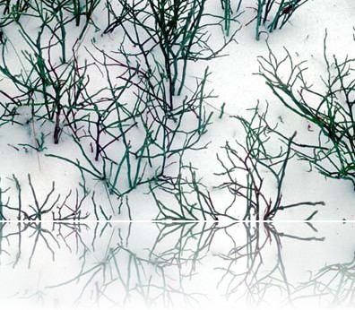 Gmerek Tomasz - Jagoda