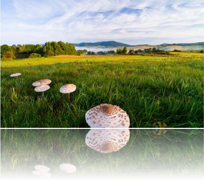 Gmerek Tomasz - Kanie