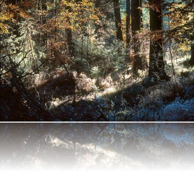 Gmerek Tomasz - Las 1