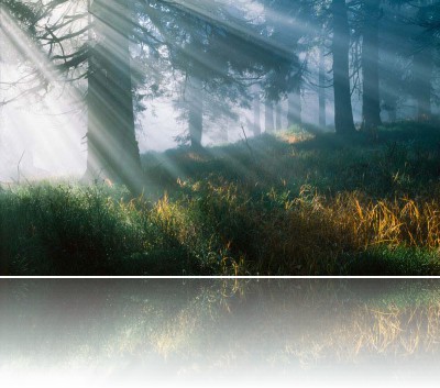 Gmerek Tomasz - Las 2