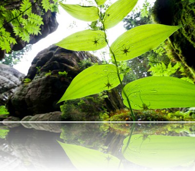 Gmerek Tomasz - Liczydło