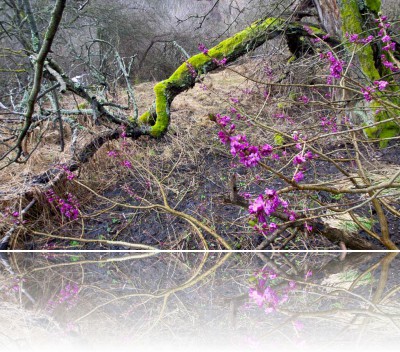 Gmerek Tomasz - Wawrzynek 1