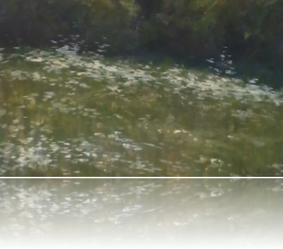 Kopczyk Marek - Dziki koper